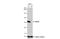 Malate dehydrogenase, mitochondrial antibody, NBP1-32259, Novus Biologicals, Western Blot image 