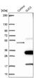 Gap Junction Protein Gamma 3 antibody, NBP1-88040, Novus Biologicals, Western Blot image 