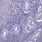 Chromosome 11 Open Reading Frame 42 antibody, NBP2-38028, Novus Biologicals, Immunohistochemistry paraffin image 
