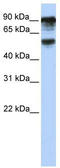 TBC1 Domain Family Member 10B antibody, TA344501, Origene, Western Blot image 