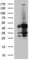 Acyl-CoA Dehydrogenase Medium Chain antibody, TA811764, Origene, Western Blot image 