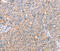 Calpain 7 antibody, MBS2518169, MyBioSource, Immunohistochemistry frozen image 
