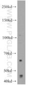 Diphthamide Biosynthesis 1 antibody, 20112-1-AP, Proteintech Group, Western Blot image 
