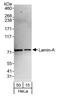 lamin A antibody, A303-432A, Bethyl Labs, Western Blot image 