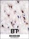 Nuclear Receptor Subfamily 4 Group A Member 2 antibody, 62-276, ProSci, Immunohistochemistry paraffin image 
