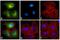 Rat igG2a antibody, PA1-84761, Invitrogen Antibodies, Immunofluorescence image 