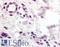 C-C Motif Chemokine Receptor 10 antibody, LS-A1153, Lifespan Biosciences, Immunohistochemistry frozen image 