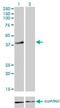 Replication factor C subunit 4 antibody, H00005984-M01, Novus Biologicals, Western Blot image 