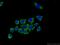 BCL2 Like 12 antibody, 21969-1-AP, Proteintech Group, Immunofluorescence image 