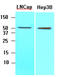 Acyl-CoA Thioesterase 11 antibody, AM09010PU-N, Origene, Western Blot image 