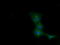 COBW Domain Containing 1 antibody, CF501609, Origene, Immunofluorescence image 