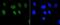 Histone Cluster 1 H2A Family Member J antibody, NBP2-67336, Novus Biologicals, Immunofluorescence image 