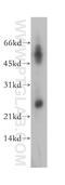 Dual Specificity Phosphatase 19 antibody, 12924-1-AP, Proteintech Group, Western Blot image 