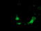 Ketohexokinase antibody, TA501410, Origene, Immunofluorescence image 