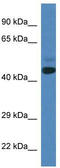SPRY Domain Containing 3 antibody, TA343023, Origene, Western Blot image 