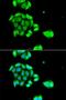 DNA repair protein RAD51 homolog 4 antibody, LS-C349219, Lifespan Biosciences, Immunofluorescence image 