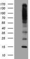 Chromosome 5 Open Reading Frame 56 antibody, LS-C792810, Lifespan Biosciences, Western Blot image 