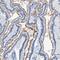 Dynein Light Chain LC8-Type 1 antibody, HPA017753, Atlas Antibodies, Immunohistochemistry frozen image 