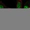 NOP10 Ribonucleoprotein antibody, HPA059198, Atlas Antibodies, Immunofluorescence image 