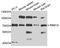 RNA Binding Motif Protein 14 antibody, STJ25313, St John