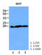 ZNF9 antibody, AM50047PU-S, Origene, Western Blot image 