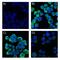 Cytokeratin Pan  antibody, NBP2-29429, Novus Biologicals, Immunofluorescence image 