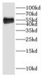 HtrA Serine Peptidase 4 antibody, FNab04071, FineTest, Western Blot image 