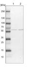 Chromosome 12 Open Reading Frame 4 antibody, NBP1-85878, Novus Biologicals, Western Blot image 