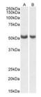 Prostacyclin synthase antibody, orb373007, Biorbyt, Western Blot image 