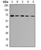 Ribophorin II antibody, LS-B14594, Lifespan Biosciences, Western Blot image 