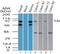 Toll Like Receptor 4 antibody, PA5-23270, Invitrogen Antibodies, Western Blot image 