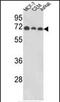 Abl Interactor 1 antibody, PA5-35337, Invitrogen Antibodies, Western Blot image 