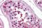 BORA Aurora Kinase A Activator antibody, MBS247126, MyBioSource, Immunohistochemistry frozen image 