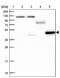 Probable D-lactate dehydrogenase, mitochondrial antibody, PA5-59716, Invitrogen Antibodies, Western Blot image 