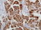 Paired box protein Pax-8 antibody, TA327724, Origene, Immunohistochemistry frozen image 