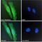 Pleckstrin antibody, 46-201, ProSci, Immunofluorescence image 
