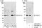 U2 Small Nuclear RNA Auxiliary Factor 1 antibody, A302-080A, Bethyl Labs, Western Blot image 