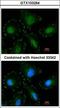 Calpain 5 antibody, LS-C185533, Lifespan Biosciences, Immunocytochemistry image 