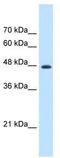 Eukaryotic Translation Elongation Factor 1 Gamma antibody, TA346547, Origene, Western Blot image 