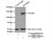 SLIT And NTRK Like Family Member 3 antibody, 21649-1-AP, Proteintech Group, Immunoprecipitation image 