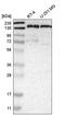 PTPRF Interacting Protein Alpha 1 antibody, PA5-64924, Invitrogen Antibodies, Western Blot image 