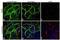 EGFR antibody, MA5-12880, Invitrogen Antibodies, Immunofluorescence image 