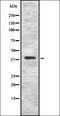 Kruppel Like Factor 8 antibody, orb337565, Biorbyt, Western Blot image 