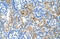 Cystathionine beta-synthase antibody, ARP45746_T100, Aviva Systems Biology, Immunohistochemistry frozen image 