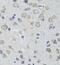 5-Hydroxytryptamine Receptor 3A antibody, FNab04067, FineTest, Immunohistochemistry frozen image 