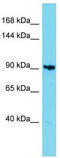 KIAA1614 antibody, TA337388, Origene, Western Blot image 
