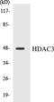Histone Deacetylase 3 antibody, EKC1263, Boster Biological Technology, Western Blot image 