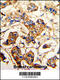 Actinin Alpha 4 antibody, 63-207, ProSci, Immunohistochemistry paraffin image 