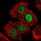Host cell factor C1 regulator 1 antibody, NBP2-31788, Novus Biologicals, Immunocytochemistry image 
