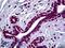 SMAD2 antibody, LS-B5454, Lifespan Biosciences, Immunohistochemistry paraffin image 